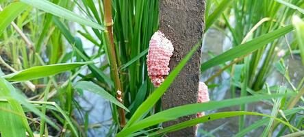 golden snail eggs photo