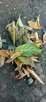 leaf litter accumulates photo