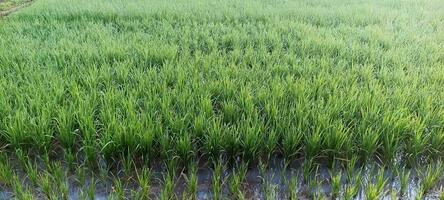 plantas de arroz verde foto