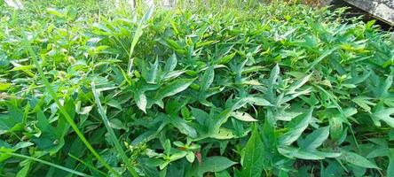 sweet potato leaves photo