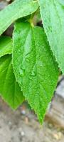 young cherry leaves photo