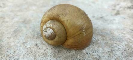 golden snail shell photo