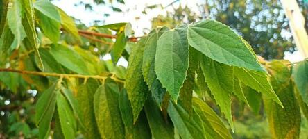 cherry tree leaves photo