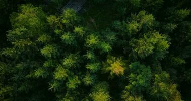 Top down view of the coniferous forest growing on the slopes of the mountains video