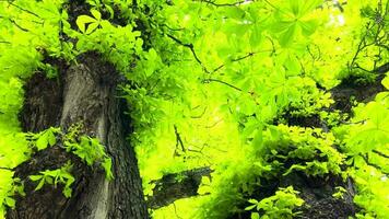 Green foliage of a chestnut tree through which the sun s rays break through video