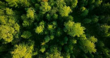 Top down view of the coniferous forest growing on the slopes of the mountains video