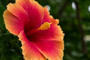 hibisco flor Filipinas foto