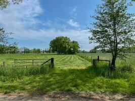 Indulge in the boundless beauty of a lush green grass field beneath the vast expanse of a blue sky, a serene paradise that soothes the soul photo