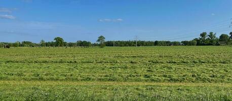 Breathtaking Dutch landscapes in springsummer. A Dutch meadow picture with shallow clouds, vibrant colors and serene tranquility. Capturing the essence of a typical mown grassland in the Netherlands. photo