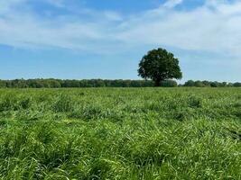 Indulge in the boundless beauty of a lush green grass field beneath the vast expanse of a blue sky, a serene paradise that soothes the soul photo