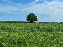 Indulge in the boundless beauty of a lush green grass field beneath the vast expanse of a blue sky, a serene paradise that soothes the soul photo