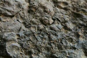 Fossils on a rock photo