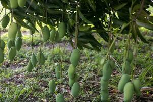 Bunch of hanging mangos photo