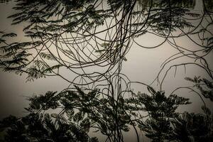 Trees reflected in water photo