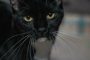 Cute Tuxedo Cat photo