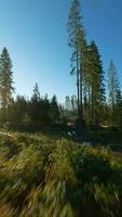 snel vlucht over- een herfst berg landschap, stroom, bomen Bij zonsopkomst video