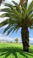 schließen oben von ein Palme Baum auf das Strand video
