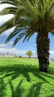 vicino su di un' palma albero su il spiaggia video