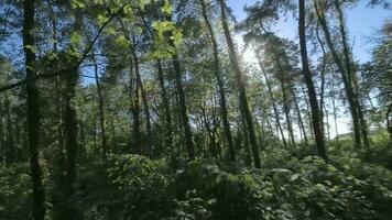 mooi zomer dag in de Woud. glad vlucht tussen groen bomen. magisch zomer Woud video