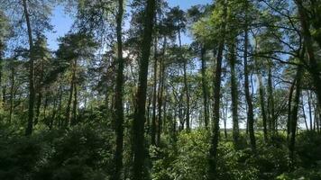 bellissimo estate giorno nel il foresta. liscio volo fra verde alberi. magico estate foresta video