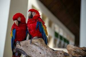 Pair of Parrots photo