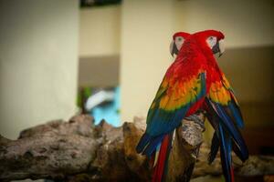 par de loros foto