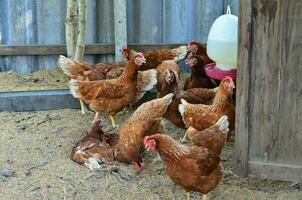 Chickens and hens on a small farm in the country. Small scale poultry and organic farming. photo