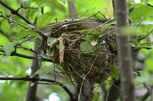 Empty bird nest in the tree in the garden. Selective focus. photo