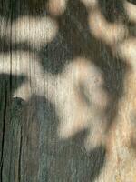 Leaves shadow background on wooden wall texture, leaves tree branches shade with sunlight photo