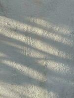 Leaves shadow background on concrete wall texture, leaves tree branches shade photo