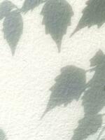 Leaves shadow background on concrete wall texture, leaves tree branches shade with sunlight photo