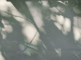 Leaves shadow background on concrete wall texture, leaves tree branches shade with sunlight photo