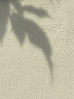 Leaves shadow background on concrete wall texture, leaves tree branches shade with sunlight photo