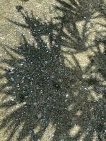 Leaves shadow background on concrete wall texture, leaves tree branches shade photo