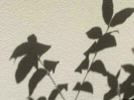 Leaves shadow background on concrete wall texture, leaves tree branches shade photo