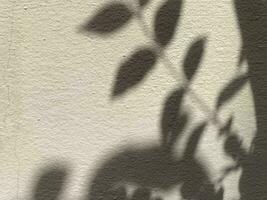 Leaves shadow background on concrete wall texture, leaves tree branches shade photo