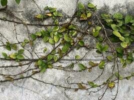 green leaves on wall photo