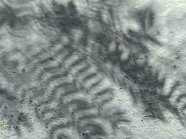 Leaves shadow background on concrete wall texture, leaves tree branches shade photo