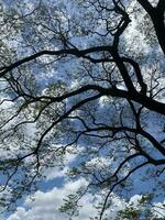 Tree branches on blue sky photo