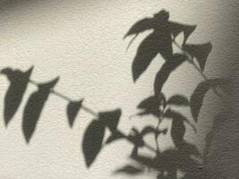 Leaves shadow background on concrete wall texture, leaves tree branches shade photo