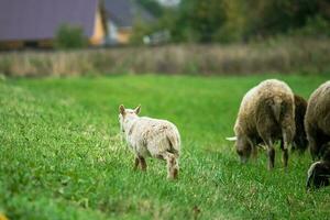 Brown sheep and lamb graze on farmers pasture. Rural life, cattle breeding. photo
