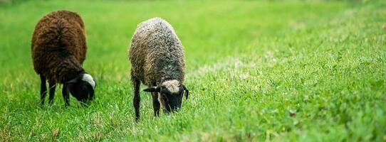 dos Doméstico marrón oveja comer césped en prado. granja animales pacer en pastar. foto