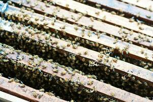 panal de abeja hecho en madera foto