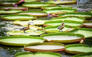 salvaje Pato en grande loto hoja , lirio loto en el poud pantano a al aire libre loto campo. verde loto hoja foto