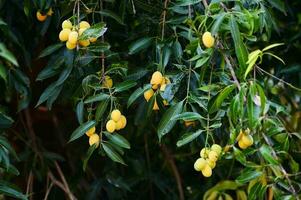 Marian plum fruit in marian plum tree in the garden tropical fruit orchard, Name in Thailand Sweet Yellow Marian Plum Maprang Plango or Mayong chid photo