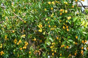 Marian plum fruit in marian plum tree in the garden tropical fruit orchard, Name in Thailand Sweet Yellow Marian Plum Maprang Plango or Mayong chid photo