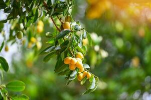 Marian plum fruit in marian plum tree in the garden tropical fruit orchard, Name in Thailand Sweet Yellow Marian Plum Maprang Plango or Mayong chid photo