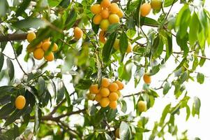 Marian plum fruit in marian plum tree in the garden tropical fruit orchard, Name in Thailand Sweet Yellow Marian Plum Maprang Plango or Mayong chid photo