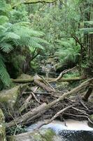 Stream through ferns photo