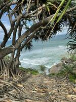 Ocean through the trees photo